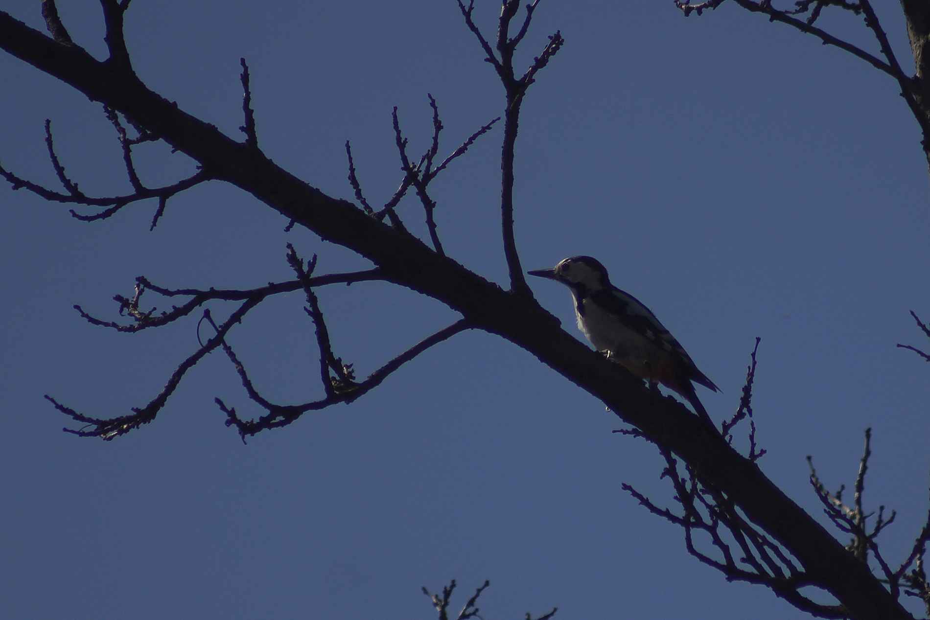Syrian Woodpecker